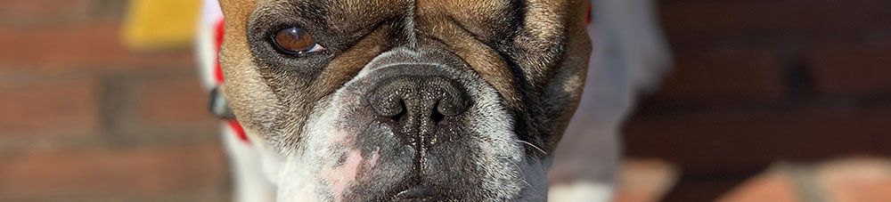 etta-james Veterinary Career Opportunities in Plymouth Meeting, PA: Close-Up of Dog With One Eye