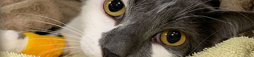greywhitecat Veterinary Career Opportunities in Plymouth Meeting, PA: Close-Up of Cat's Eyes