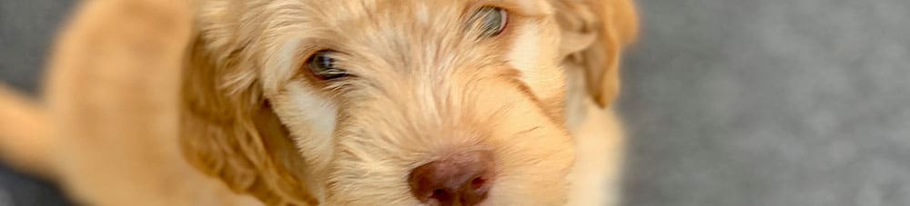 Pet Boarding in Plymouth Meeting, PA for Cats & Dogs: Puppy Sitting on Pavement