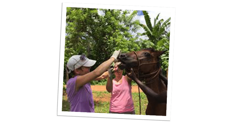 project samana horse