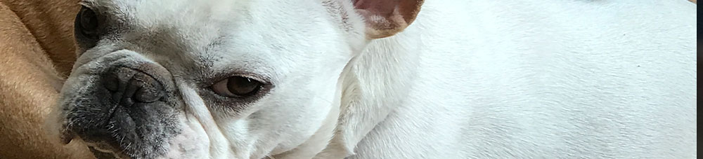 white french bulldog