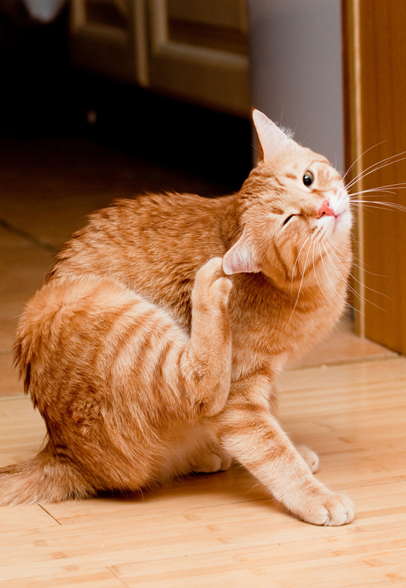 orange cat scratching