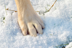 Is salt bad for dog paws in Plymouth Meeting, PA