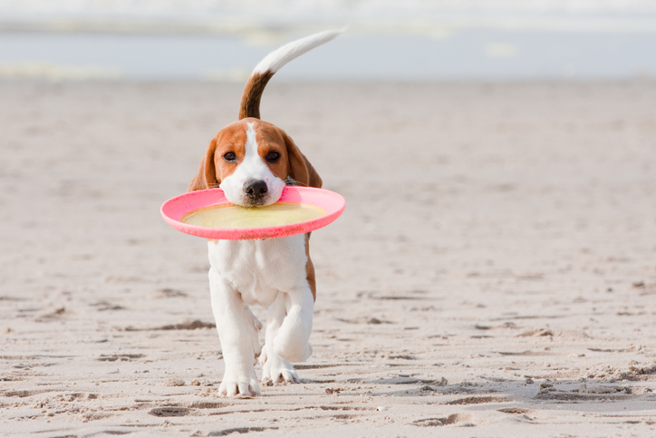 are dog beaches safe