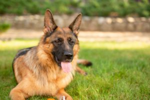 best dog breeds in plymouth meeting, pa