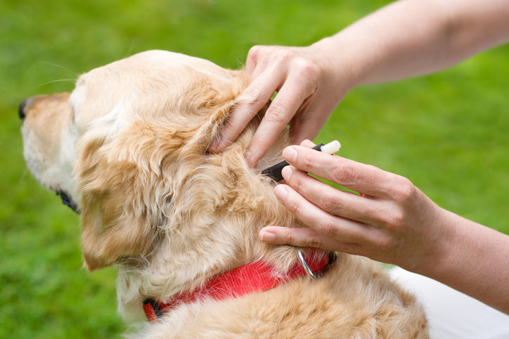 6 ways to keep your dog tick free this summer in plymouth meeting, pa