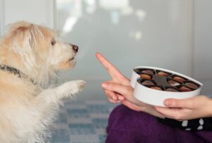 human foods dogs can’t eat plymouth meeting