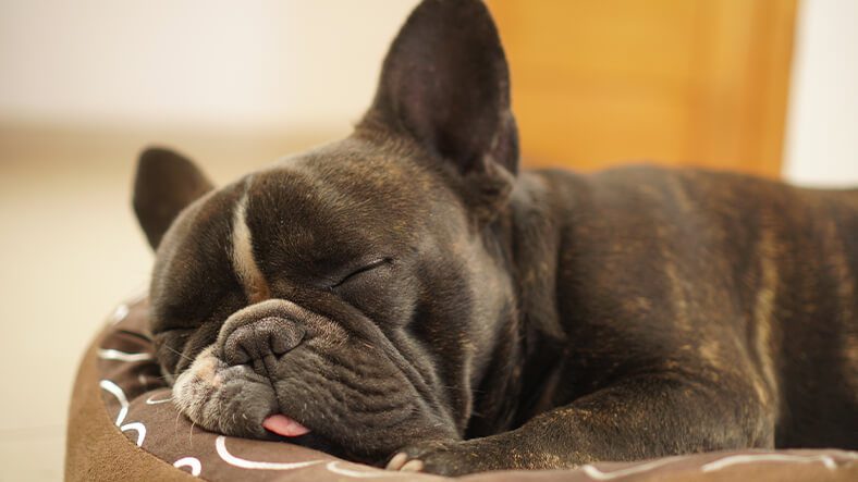 Frenchie sleeping with tongue out