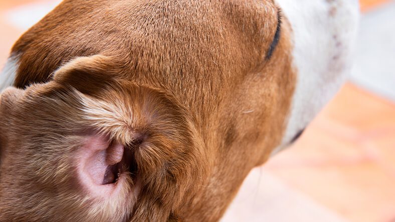 closeup of dog's ear
