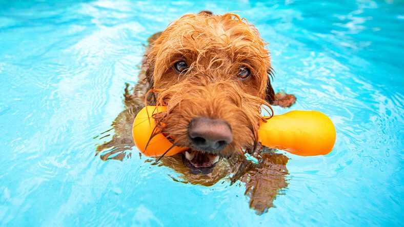 dog swimming tips in Plymouth Meeting PA