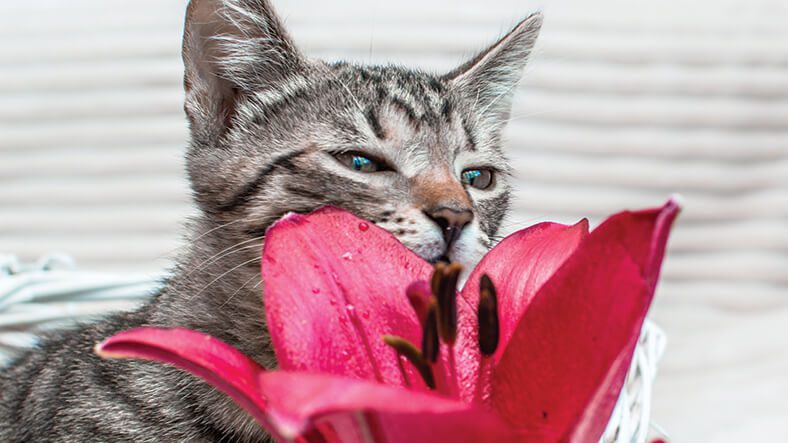 cat looking at plant