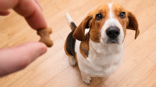 man-holding-treat-for-beagle-dog