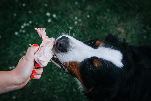 bernese-mountain-dog-eating-turkey-off-a-bone