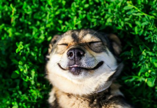 dog-laying-in-grass-smiling-with-eyes-closed