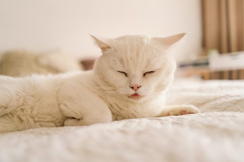 white-cat-laying-on-couch-drooling