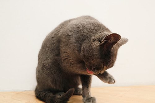 gray-cat-grooming-itself