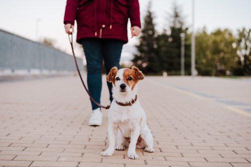 woman-walking-jack-russell-terrier-dog-on-a-leash