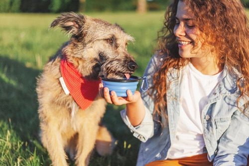 female-owner-holding-portable-water-bowl-for-dog-at-park