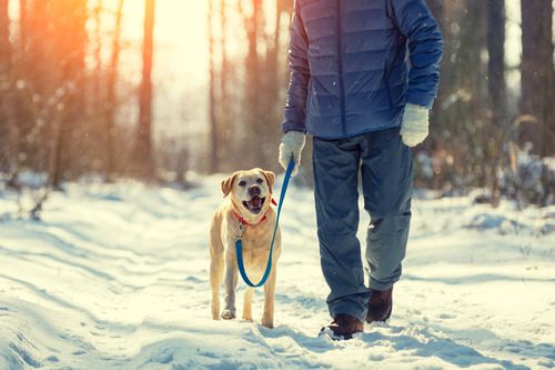 man-with-dog-on-a-leash-walking-on-snowy-pine-forest-in-winter