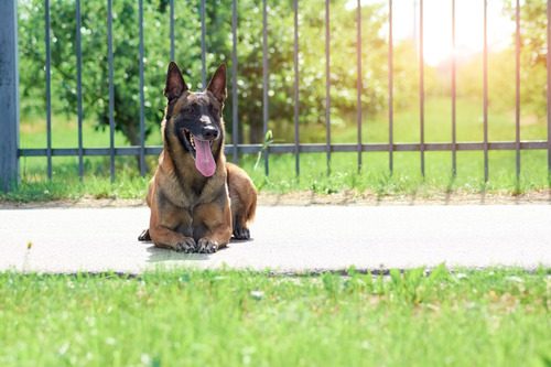 german-shepherd-dog-laying-on-sidewalk-panting-on-a-sunny-day