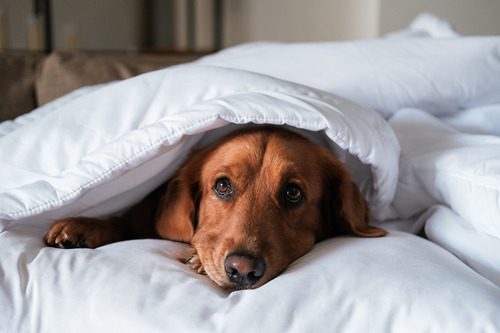 sick-dog-laying-under-bed-covers