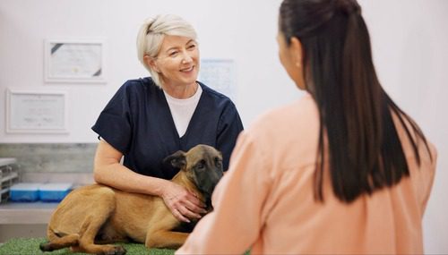 female-vet-examining-dog-while-talking-with-female-owner-at-clinic