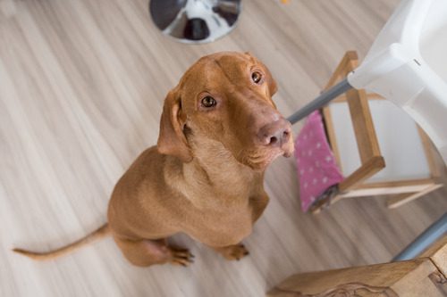 dog-begging-for-food-at-kitchen-table