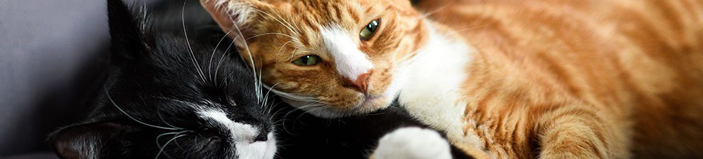 two-cats-laying-down